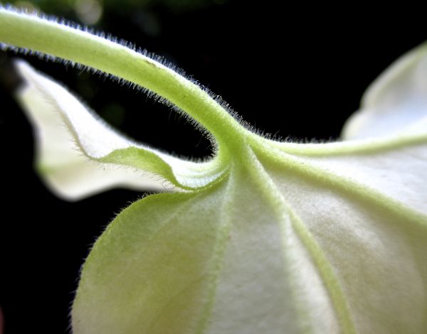 flora,plant,close up,leaf,macro photography,plant stem