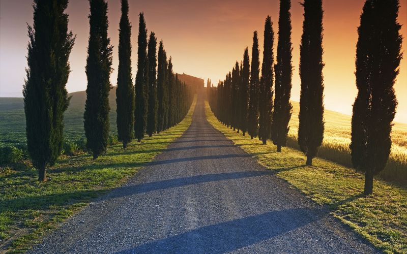 luce del sole, alberi, paesaggio, foresta, tramonto, Italia luce del sole, alberi, paesaggio, foresta, tramonto, Italia