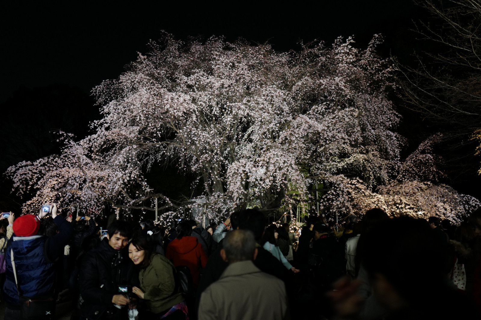 Japonsko, noc, větev, Třešňový květ, květ, jaro, Leica, Tokio, jp, strom, květ, rostlina, třešeň, sakura, rikugien, summilux, leicaq, summilux1728, q, 1728, třešňové květy, dřevina