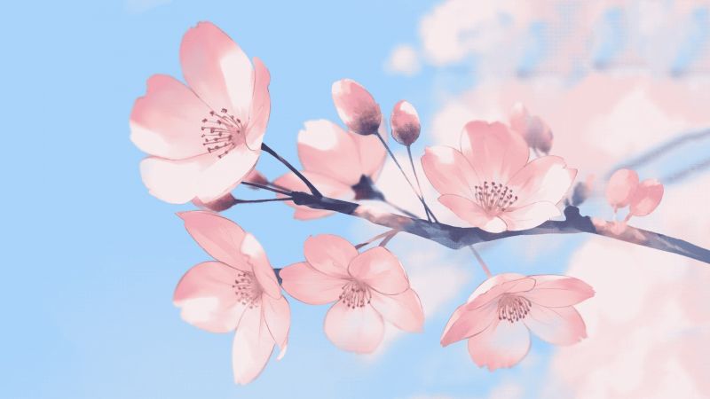 flower sakura,růžový