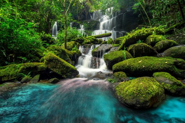 water,plant,green,ecoregion,water resources,fluvial landforms of streams