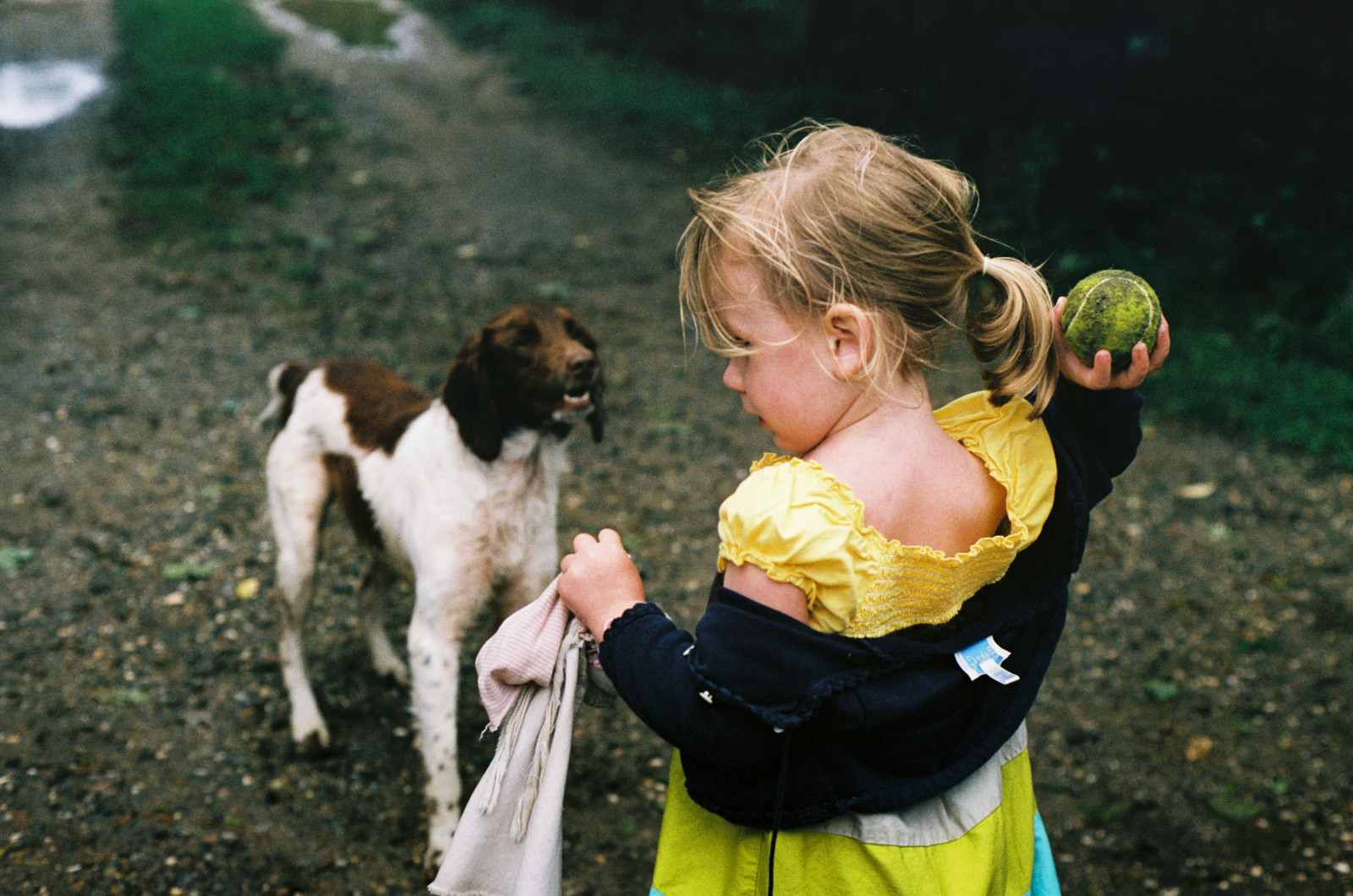 Wallpaper dog, film, ball, Nikon, tennis, fa 5959x3948 943985