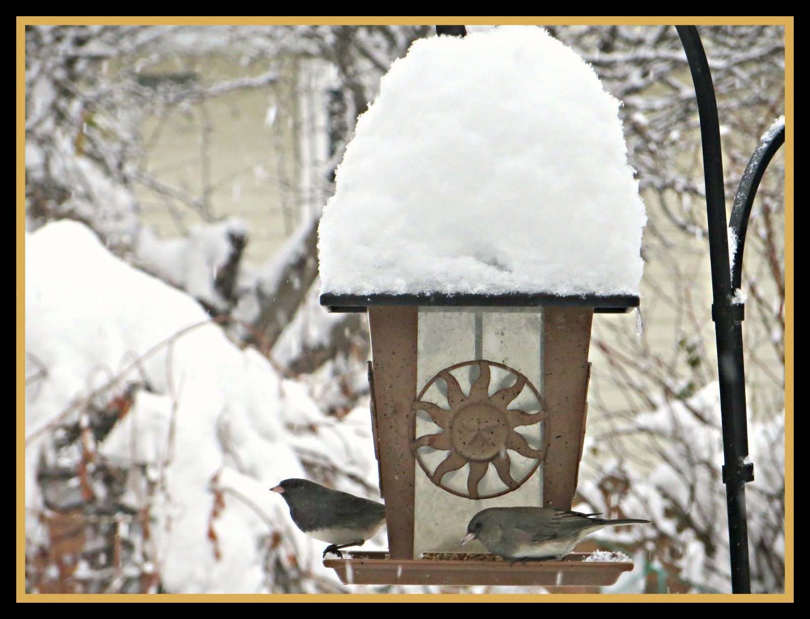 flickrsnowstorm, ptactvo, Uccelli, zima, bouřlivý, neve, inverno, Příroda, natura, ptačí krmítko, báječný, palců, úžasný, překvapující, ohromující, lahodný, zimní říše divů, hungrybirds, bokeh, větve, moje zahrada, miogiardino, peří, křídla, firstsnowstorm, těžký, Krásná, zábava, twobirds, rám, římsa, dof, skvělý, Studený, freddo