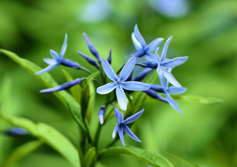 zahrada,Příroda,bylina,květ,rostlina,flóra