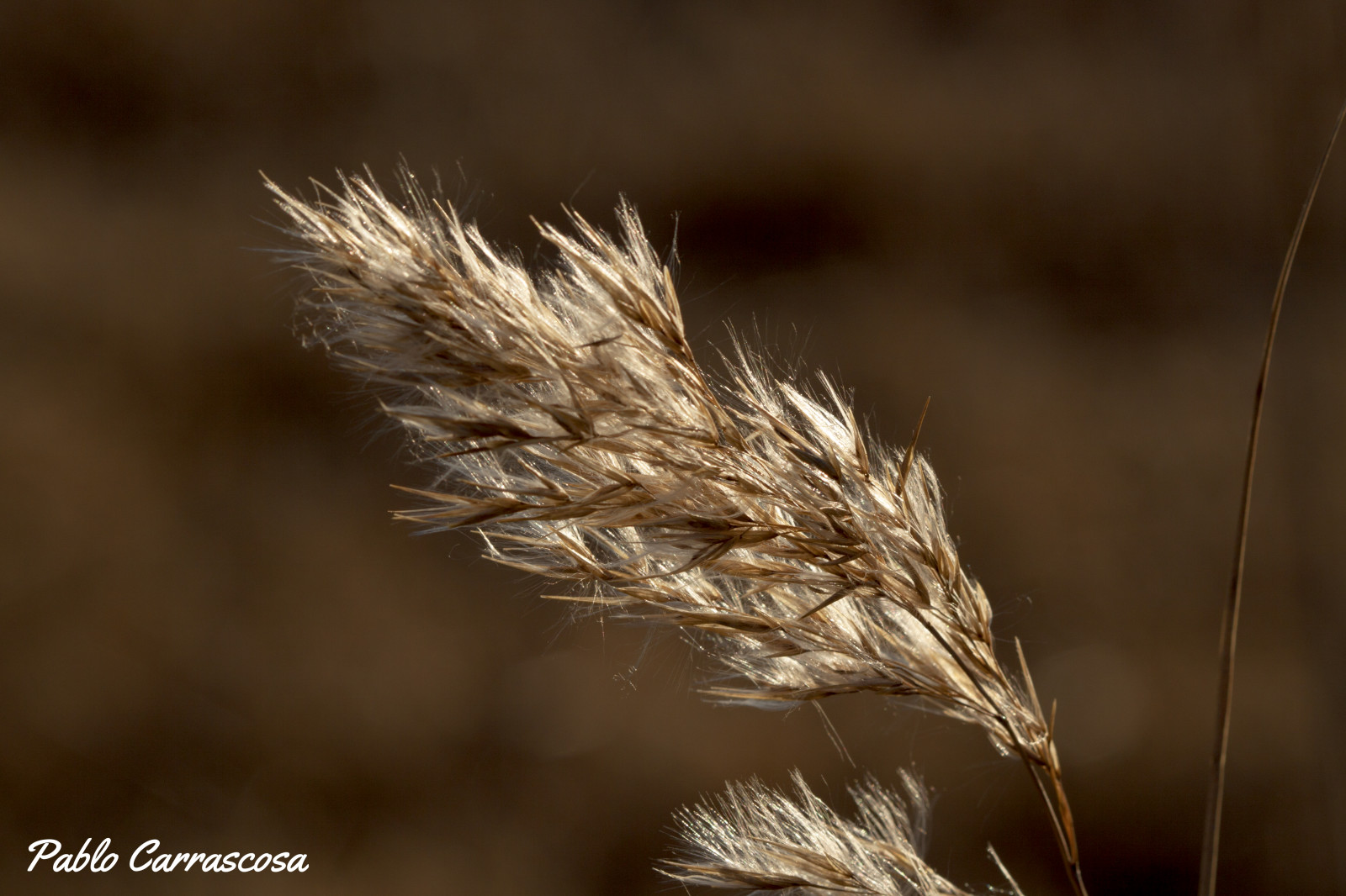 rostliny, makro, tráva, Kánon, plantas, plantes, hierba, Herba, Canon100mmmacrousm, canoneos50d, pablocarrascosa, rememberthatmomentlevel4, rememberthatmomentlevel1, rememberthatmomentlevel2, rememberthatmomentlevel3, rememberthatmomentlevel9, rememberthatmomentlevel5, rememberthatmomentlevel6, rememberthatmomentlevel10, fotopau, vigilantphotographersunite, vpu2, vpu3, vpu4, vpu5, vpu6, vpu7, vpu8, vpu9, vpu10