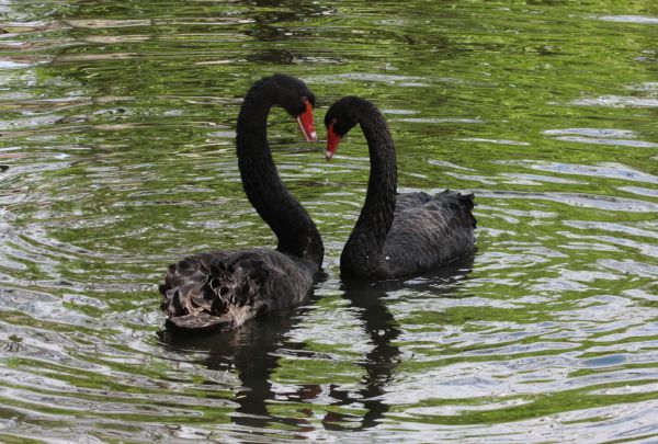 reflection,wildlife,birds,water,swan,Black Swan