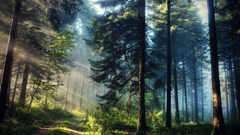 slunečnímu záření, stromy, krajina, les, Příroda, zelená slunečnímu záření, stromy, krajina, les, Příroda, zelená