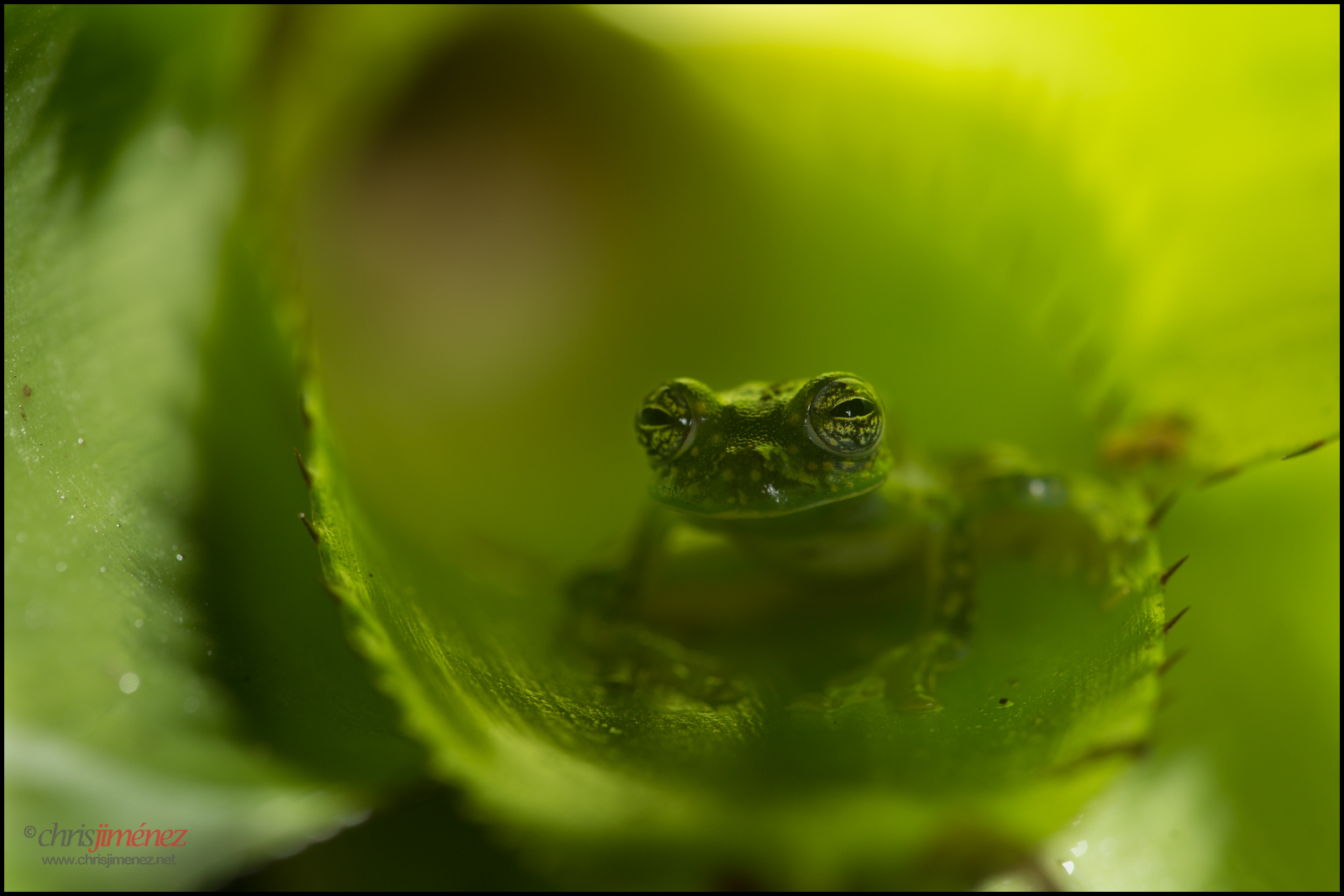 Příroda, zvěř, noc, fotografování, oči, deštný prales, Kostarika, Volně žijících živočichů, pod, nížiny, obojživelník, žába, břicho, žáby, tropický, průhledný, tropy, orgány, Střední Amerika, oneanimal, ohrožena, glassfrog, podhledu, celá délka, chrisjimenez, workhops, herpet