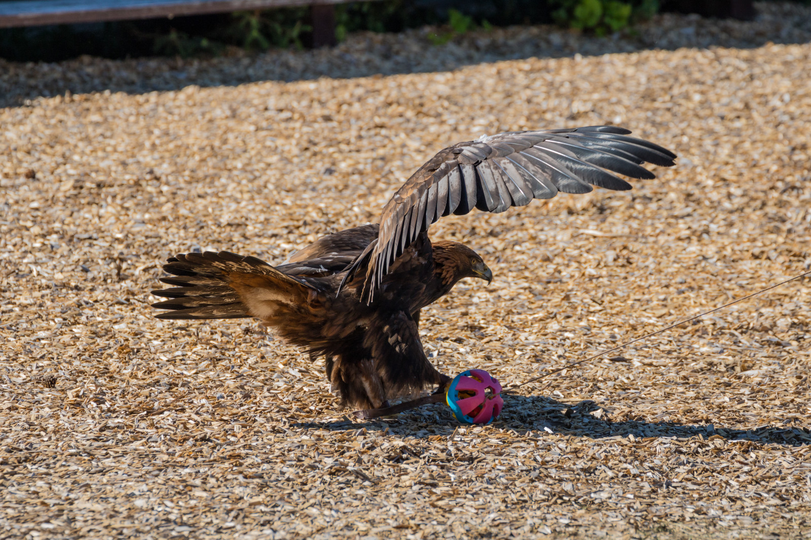 Volně žijících živočichů, dravý pták, Dánsko, zobák, Vrabec, Sokol, pták, birdofprey, Danmark, f gel, exif modelu canoneos760d, geocountry, Kamera aby kánon, geocity, Model fotoaparátu canoneos760d, geostate, geolocation, exif aby kánon, EXIF isospeed 100, EXIF otvor 63, EXIF ef70300mmf456lisusm čočka, Skagen, rovf gel, eagleworld, rnreservatet, Zlatý orel, aquilachrysaetos, kungs rn, exif focallength 244mm, křídlo, fauna, prohlížení pták, obratlovců, vodní pták, Accipitriformes