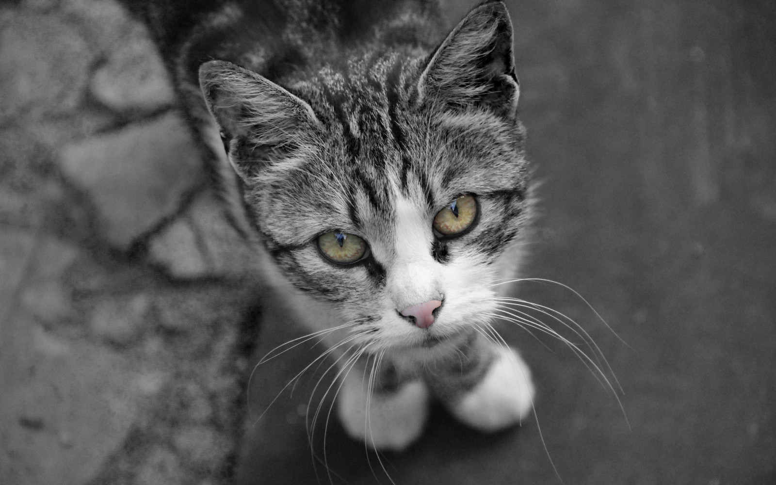 bílý, Černá, kočka, černobílý, oči, selektivní barevné, nos, kníry, Kočkovitý, divoká kočka, kotě, savec, Černý a bílý, monochromatické fotografování, obratlovců, zblízka, kočka jako savci, malé až středně velké kočky, mourovatá kočka