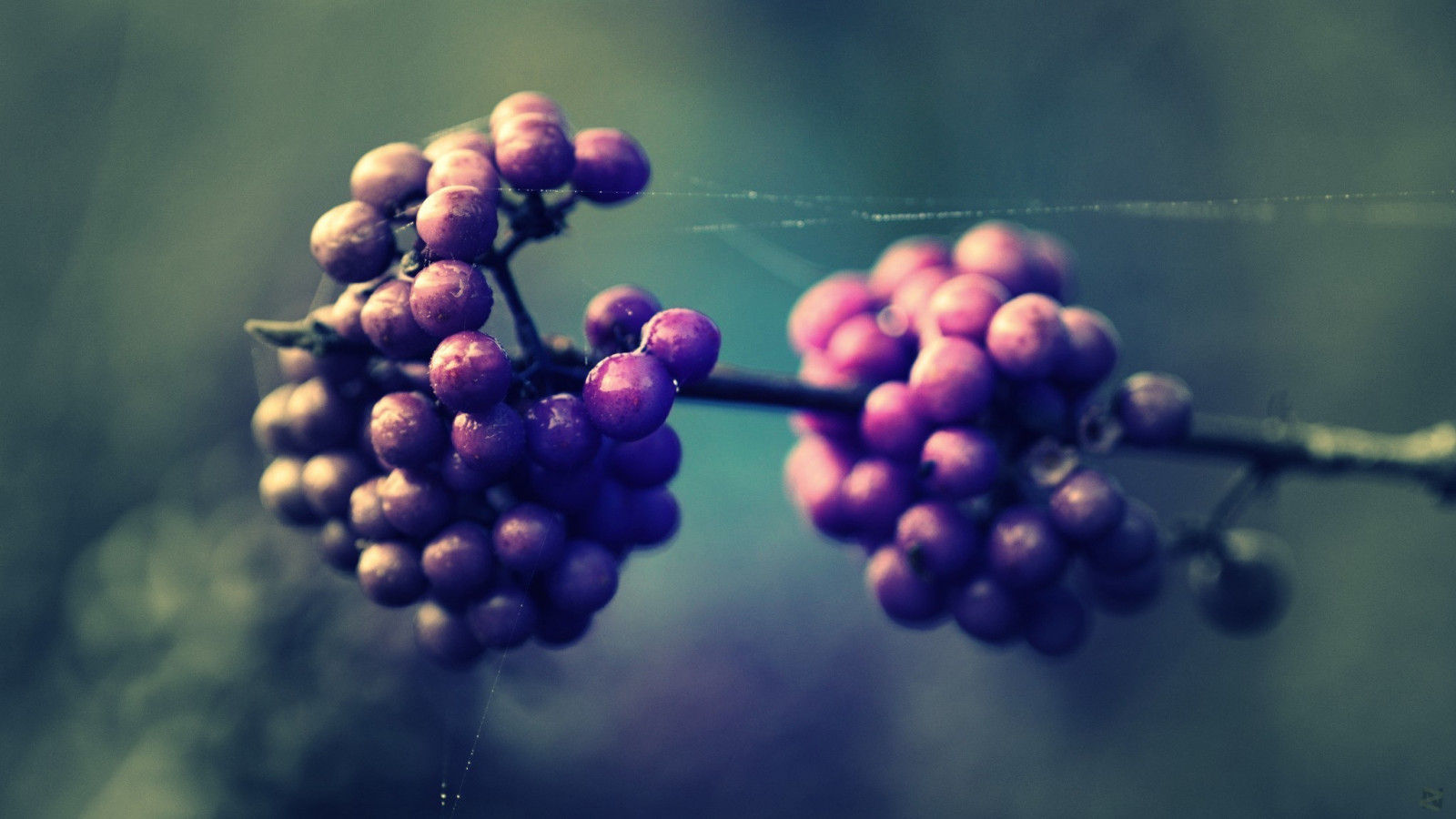 slunečnímu záření, jídlo, voda, Příroda, odraz, rostliny, fotografování, makro, větev, ovoce, zelená, modrý, květ, zrnko vína, světlo, barva, list, květ, rostlina, flóra, počítač tapeta, Atmosféra Země, vyrobit, kvetoucí rostlina, zblízka, makro fotografie, vitis, vinná réva rodina, kapalina bublina