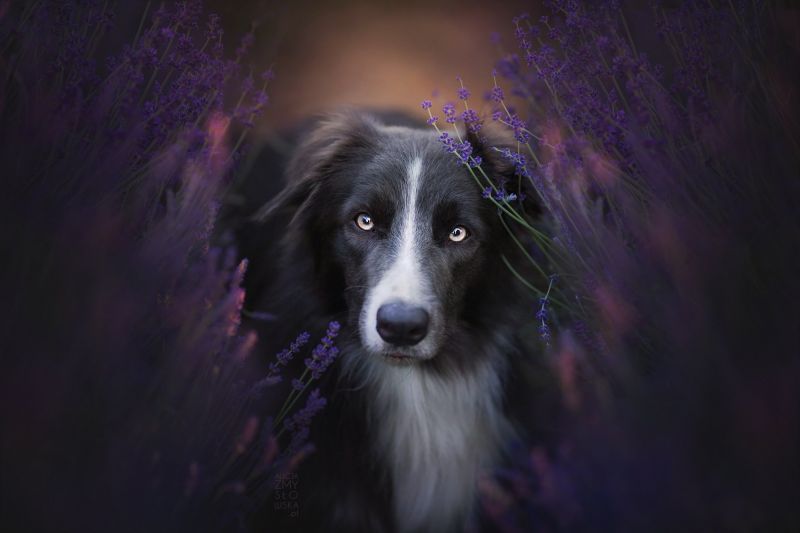 動物,ボーダーコリー,犬,2048x1365 px