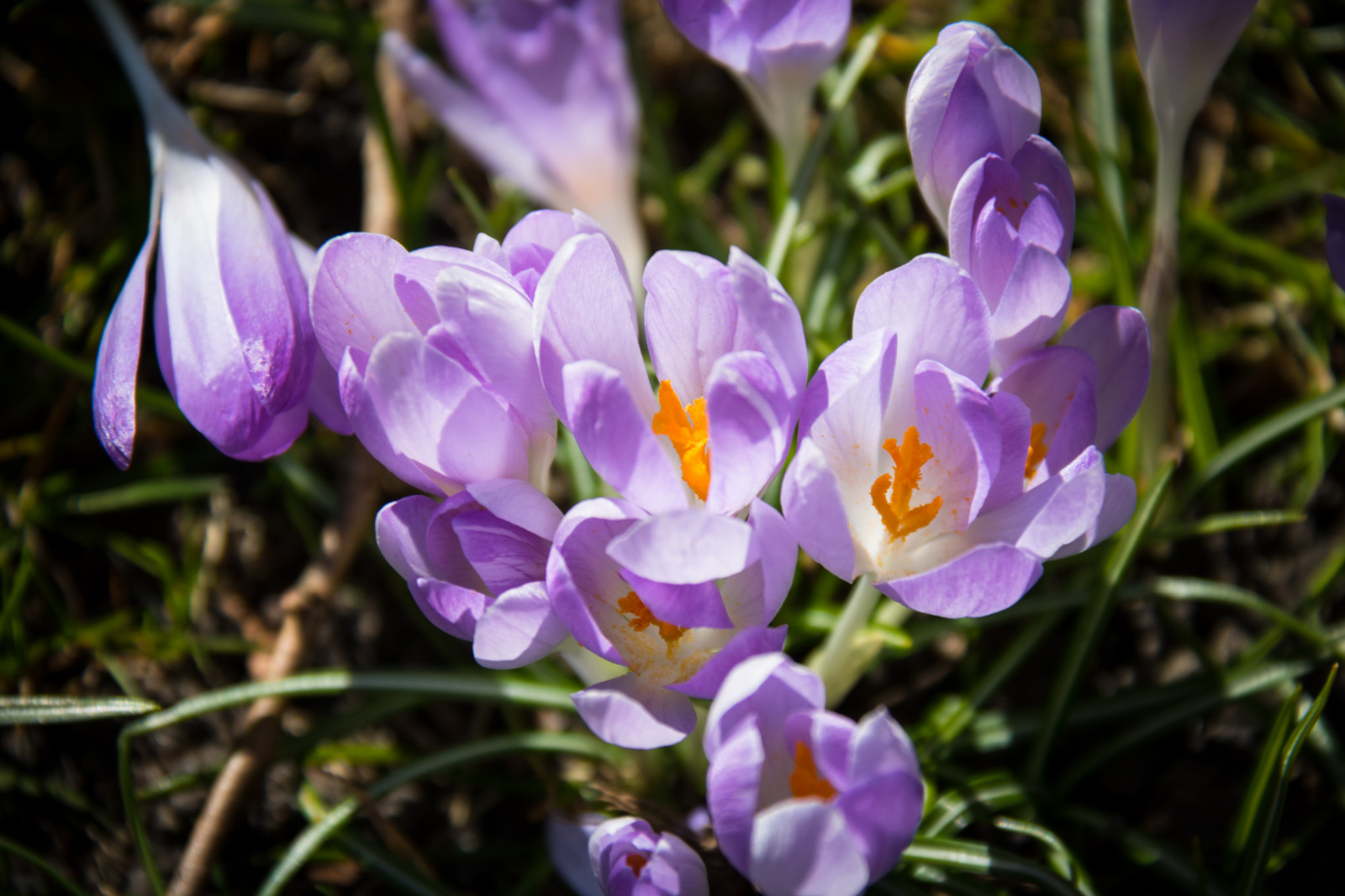 viola, fiorire, croco, fiore, pianta, occhio, flora, blomma, Stadsparken, viola, Trelleborg, Krokus, petalo, Fiore di campo, botanica, impianto di terra, pianta fiorita, fotografia macro, famiglia iris