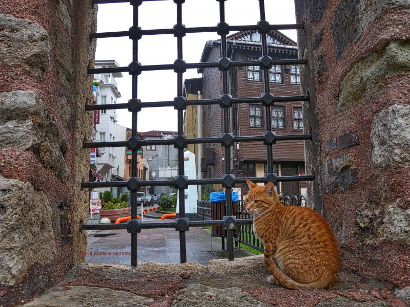 okno,železo,stěna,fasáda,Dům,strom