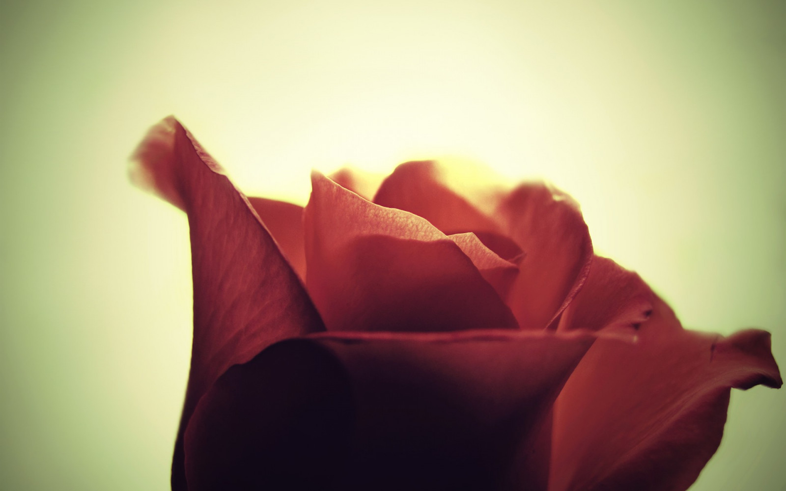 slunečnímu záření, Červené, fotografování, makro, žlutý, ráno, růže, růžový, barva, list, květ, rostlina, flóra, okvětní lístek, suchozemská rostlina, kvetoucí rostlina, zblízka, makro fotografie, závod stonek, zahradní růže, růže rodina