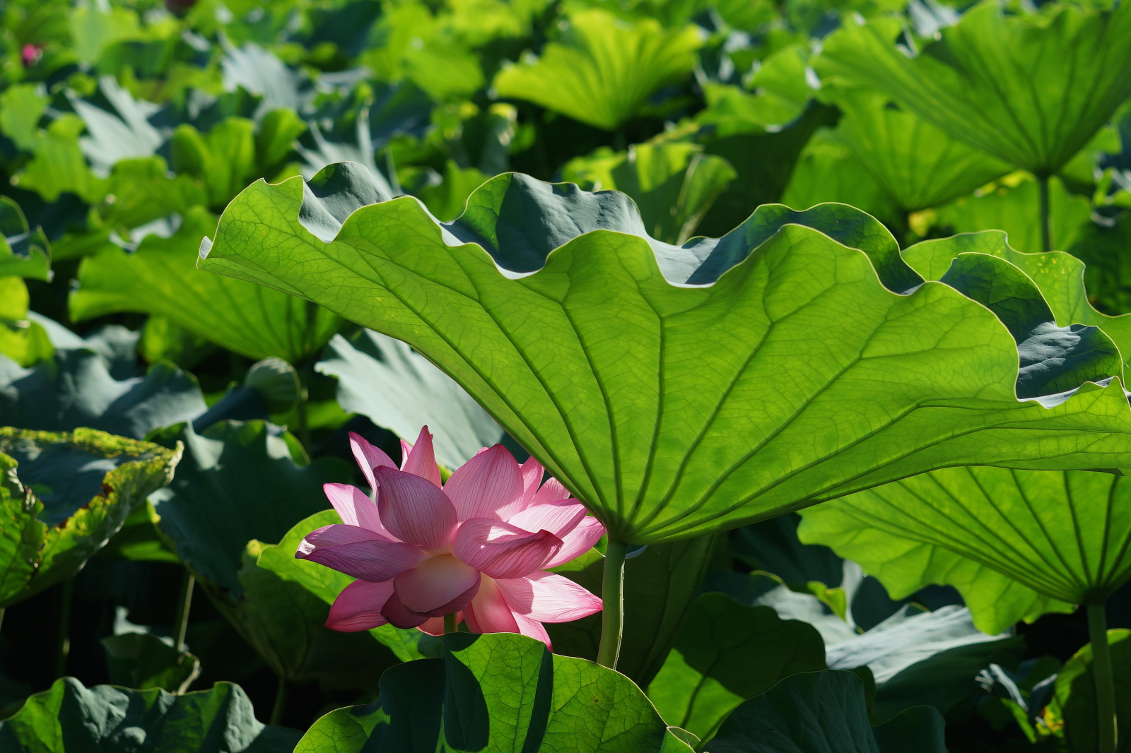 zahrada, Příroda, zelená, Sony, Tokio, 7, Lotus, list, květ, rostlina, flóra, Zeiss, Ueno, okvětní lístek, T, alfa, alfa-7, Sonnar, sonnart55mmf18, shinobazupond, botanika, suchozemská rostlina, kvetoucí rostlina, vodních rostlin, posvátný lotos, lotus rodina, Proteales