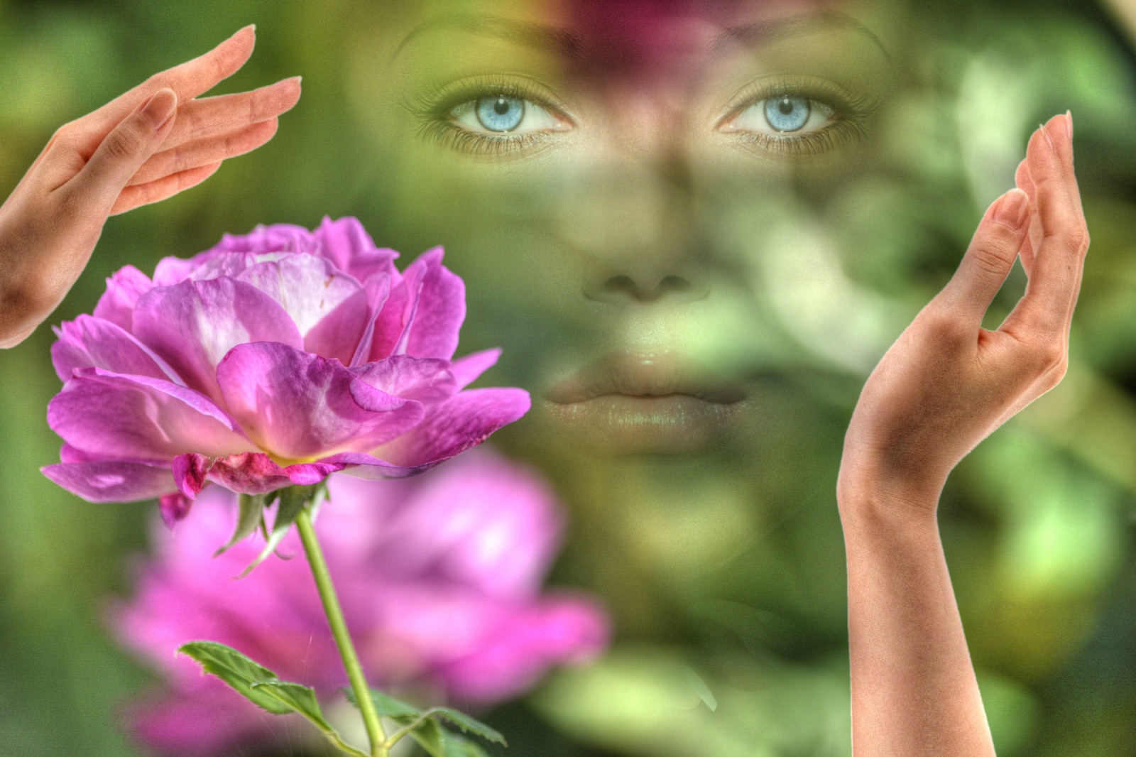 ansikte, händer, ögon, gräs, genomträngande, reste sig, bokeh, rosa, känsla, vår, mjuk, blomma, växt, skönhet, flora, kronblad, undra, inspirera, vild blomma, dator tapet, blommande växt, närbild, rosfamiljen, olfaction
