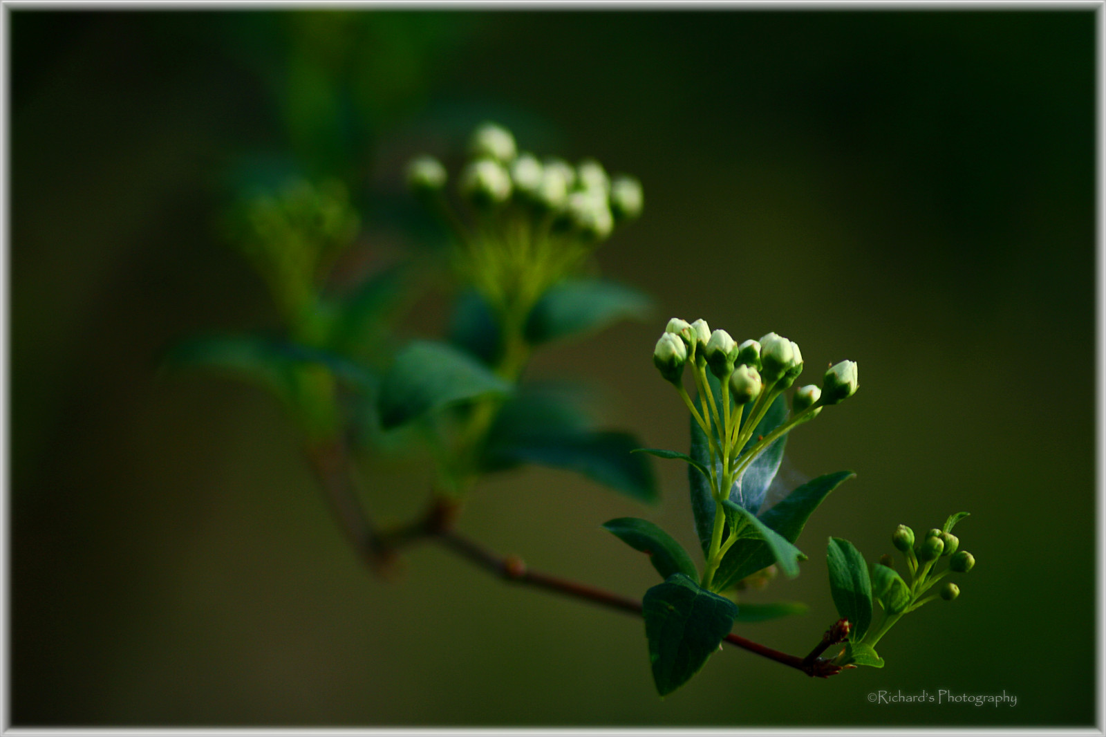 Wallpaper white, macro, nature, Canon, eos, spring, bush, Florida