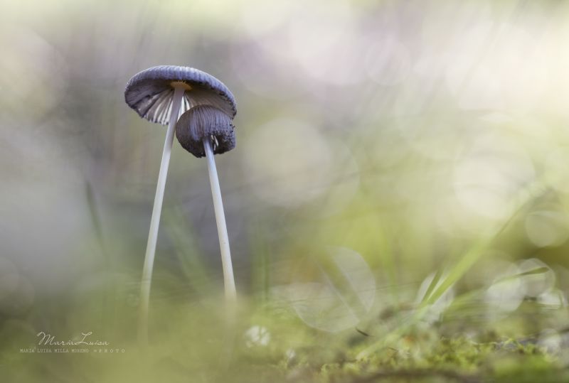 efterår,makro,natur,lys,sløring,grøn