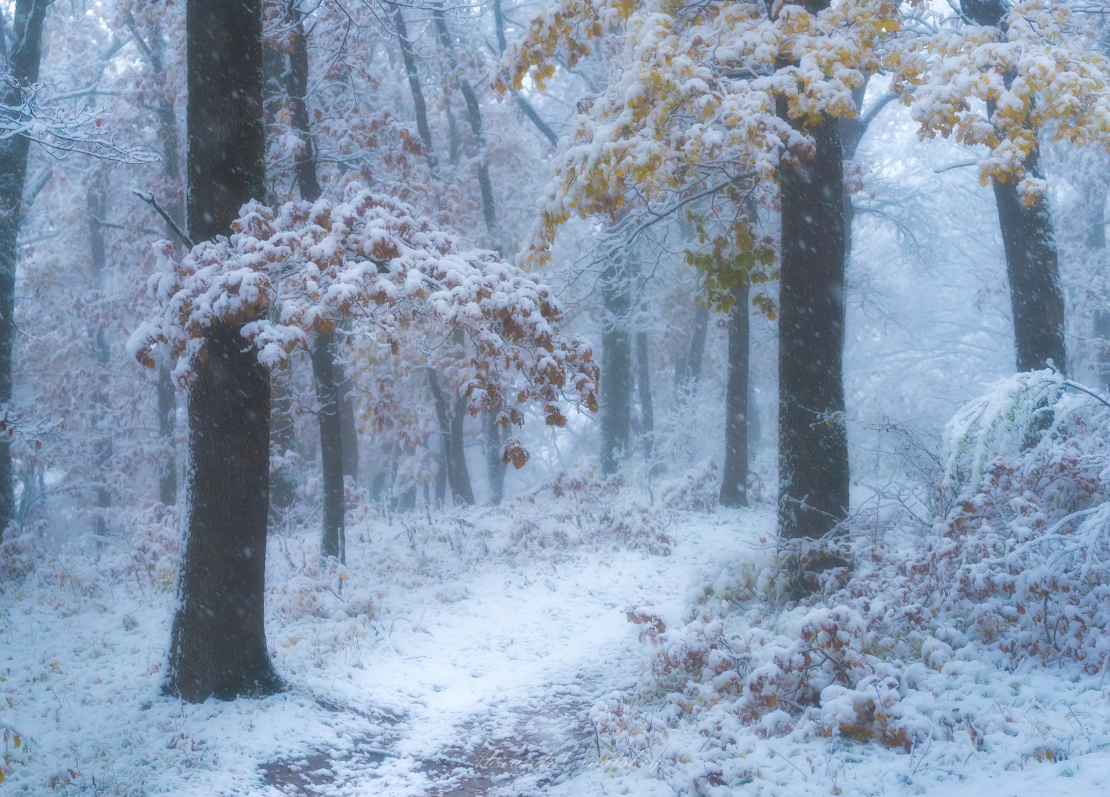 sníh, rostlina, Natural landscape, list, přírodní prostředí, větvička, dřevo, větev, kufr, slunečnímu záření, strom, atmosférický jev, opadavý, biome, ráno, krajina, zmrazení, spruce fir forest, háj, Tints and shades, les, tráva, mráz, zálesí, silnice, smíšený les, srážky, zima, událost, jehličnatý strom, divočina, prales, stezka, Northern hardwood forest, mírné jehličnatý les, tropical and subtropical coniferous forests, džungle, závod stonek, večer, jedle, černobílý, zimní bouře, borovice rodina, borovice, cesta, birch family, Volně žijících živočichů, led, tma
