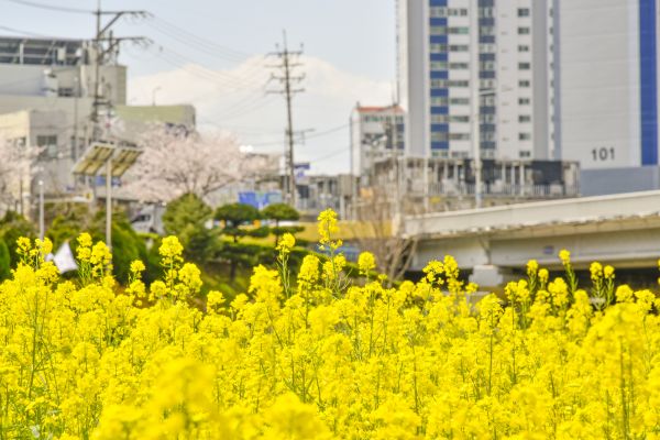nature,urban,flower garden,spring,plants,flowers