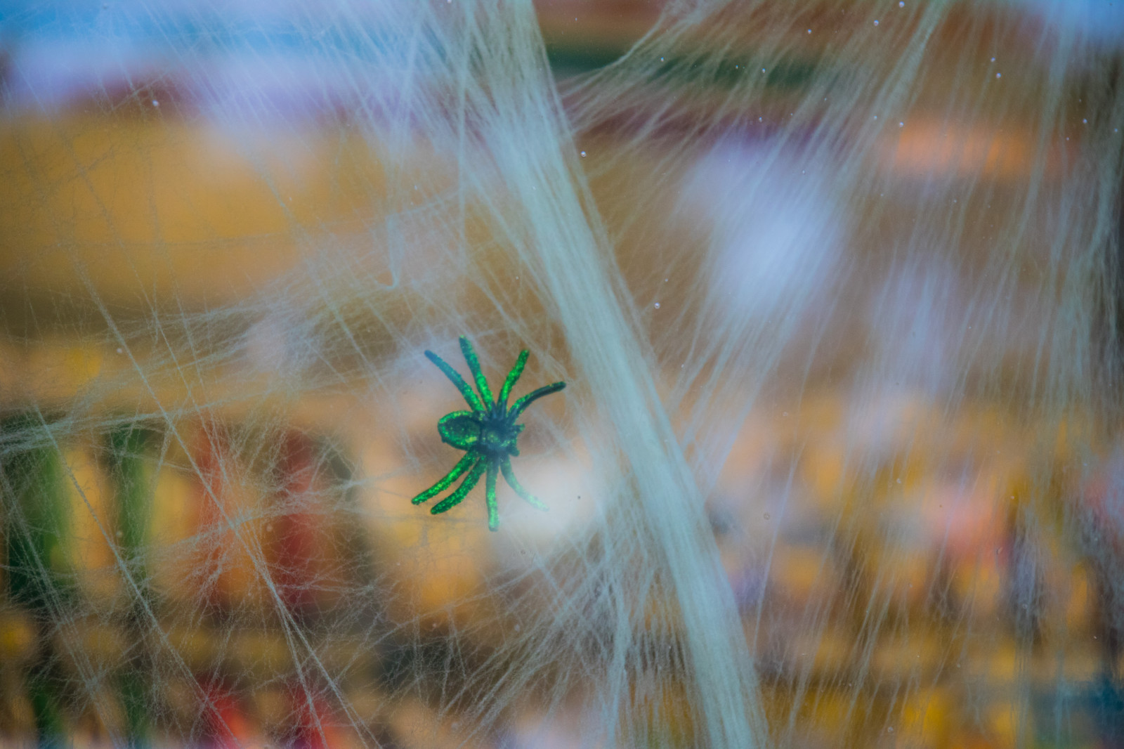 luce del sole, acqua, natura, riflessione, erba, Halloween, fotografia, verde, mattina, ragno, autunno, foglia, fiore, pianta, web, ragnatela, flora, Malmo, Spindeln t, modello canoneos760d exif, geocountry, Marca fotocamera Canon, Geocity, modello di fotocamera canoneos760d, geostate, geolocalizzazione, Lente exif efs18200mmf3556is, apertura exif 56, exif focalLength 200 millimetri, exif fare canon, exif ISOSPEED 1250, n t, fauna, avvicinamento, fotografia macro, famiglia di erba, invertebrato, ragnatela