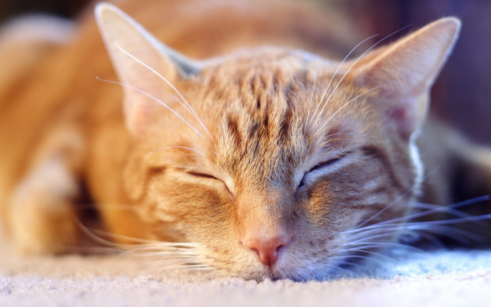 Wallpaper cat, muzzle, sleep, light, cute 1680x1050 CoolWallpapers