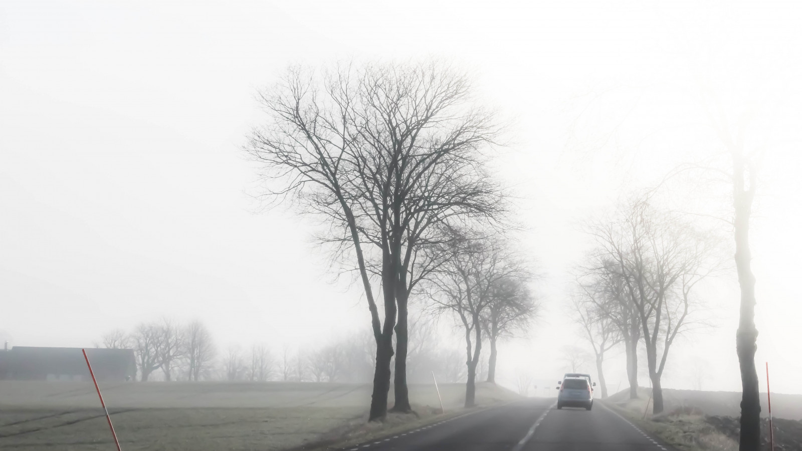 stromy, černobílý, sníh, zima, silnice, větev, ráno, mlha, zmrazení, opar, strom, mlha, počasí, sezóna, cars, tr d, venkov, landsbygd, VAG, vánice, atmosférický jev, Černý a bílý, monochromatické fotografování, dřevina, zimní bouře