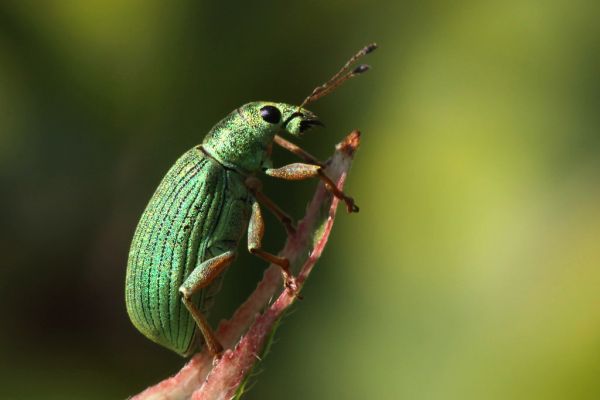 animals, photography, branch, insect, nature, macro