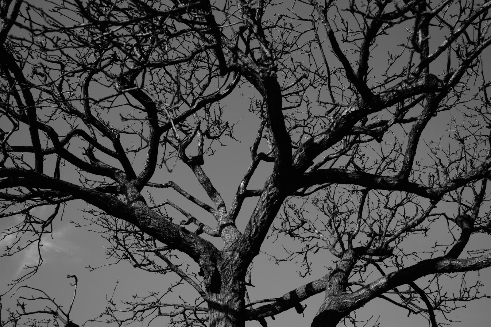 Černá, černobílý, sníh, zima, větev, Leica, Tokio, M, strom, list, rostlina, tělesné, tma, ikegamibaien, Ikegami, Summicron, summicron1235mm, type240, větvička, atmosférický jev, Černý a bílý, monochromatické fotografování, dřevina