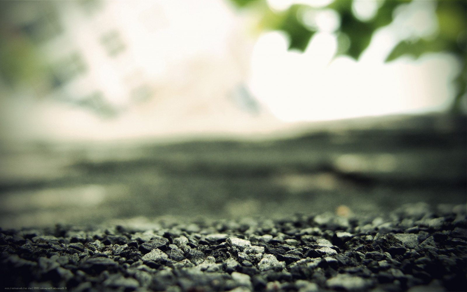 แสงแดด, ป่า, สีขาว, ดำ, ขาวดำ, ความลึกของสนาม, ธรรมชาติ, การสะท้อน, หญ้า, หิน, เงา, การถ่ายภาพ, แมโคร, สาขา, สีเขียว, เช้า, เบลอ, พื้นผิว, เบา, ต้นไม้, ใบไม้, ดอกไม้, ปลูก, ความมืด, ดิน, ดำและขาว, ถ่ายภาพขาวดำ, ใกล้ชิด, การถ่ายภาพมาโคร