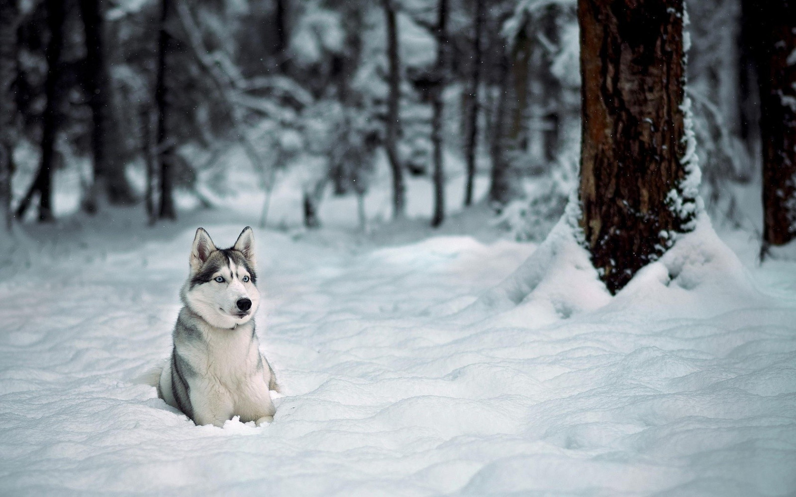 Fondos de pantalla Animales, nieve, invierno, perro, Husky siberiano, Congelación, clima Fondos de pantalla Animales, nieve, invierno, perro, Husky siberiano, Congelación, clima