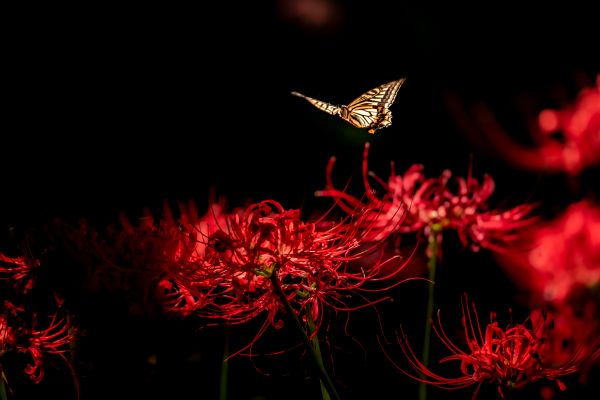 red,nature,butterfly,dark,chiaroscuro