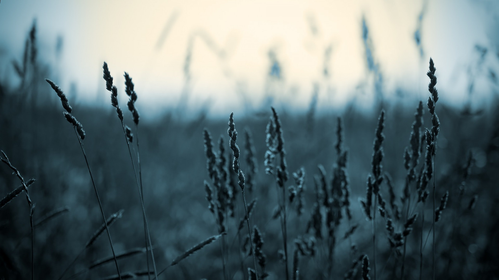 slunečnímu záření, černobílý, Příroda, odraz, tráva, nebe, rostliny, sníh, zima, fotografování, větev, modrý, Studený, ráno, mráz, atmosféra, klásky, zmrazení, světlo, strom, list, sezóna, tma, atmosférický jev, počítač tapeta, Černý a bílý, monochromatické fotografování, zblízka, makro fotografie