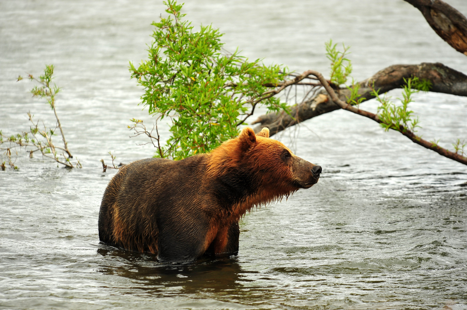 Wallpaper : river, wildlife, Zoo, Grizzly bear, brown bear, hunting