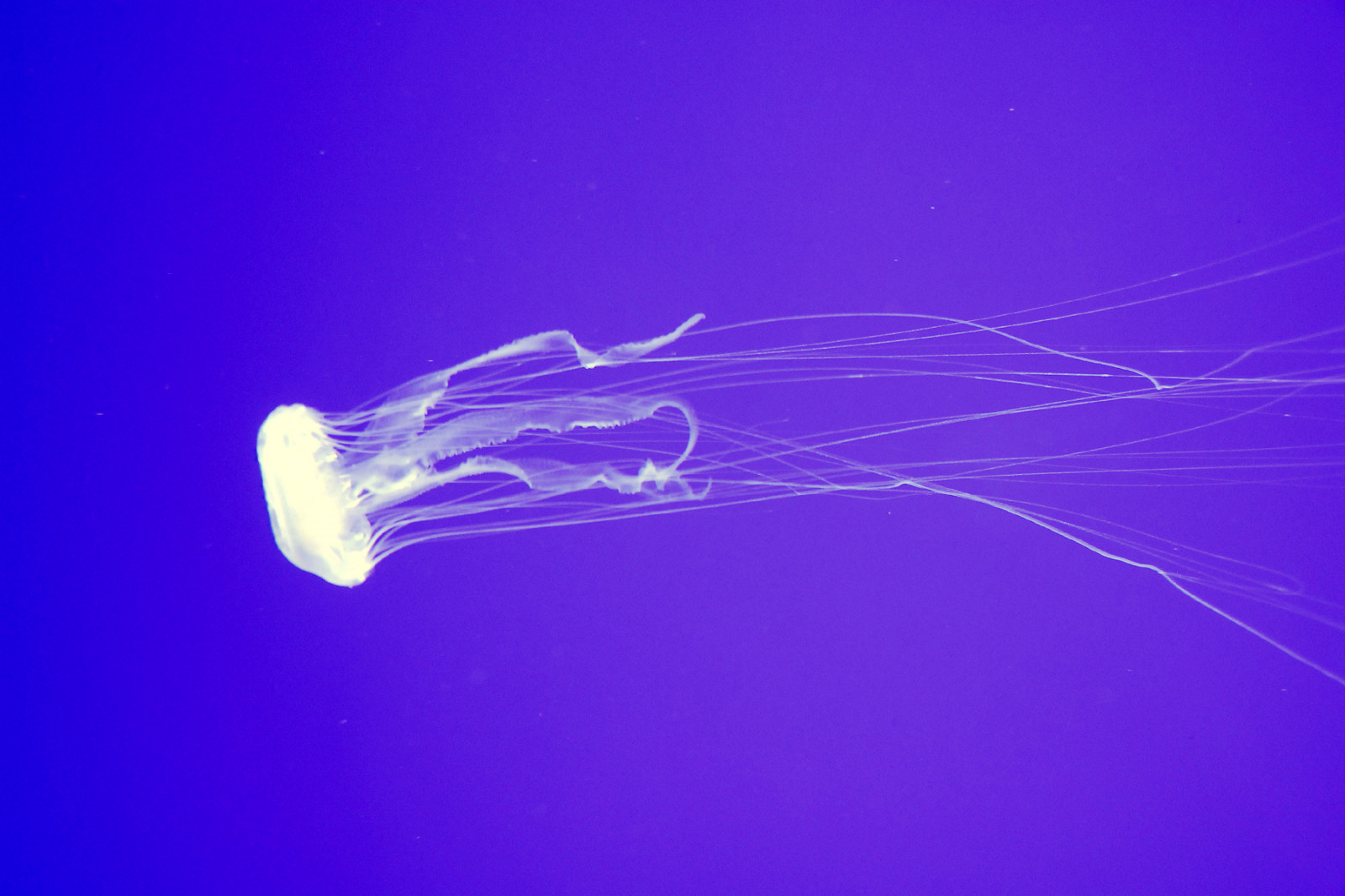 topf25, akvárium, Hawaii, Nikon, Medúza, Waikiki, oahu, želé, honolulu, D200, Waikikiaquarium, blueribbonwinner, anawesomeshot, diamondclassphotographer, flickrdiamond, naturewatcher