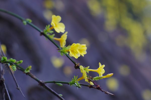 dandelion,Jasmine,spring flower,spring