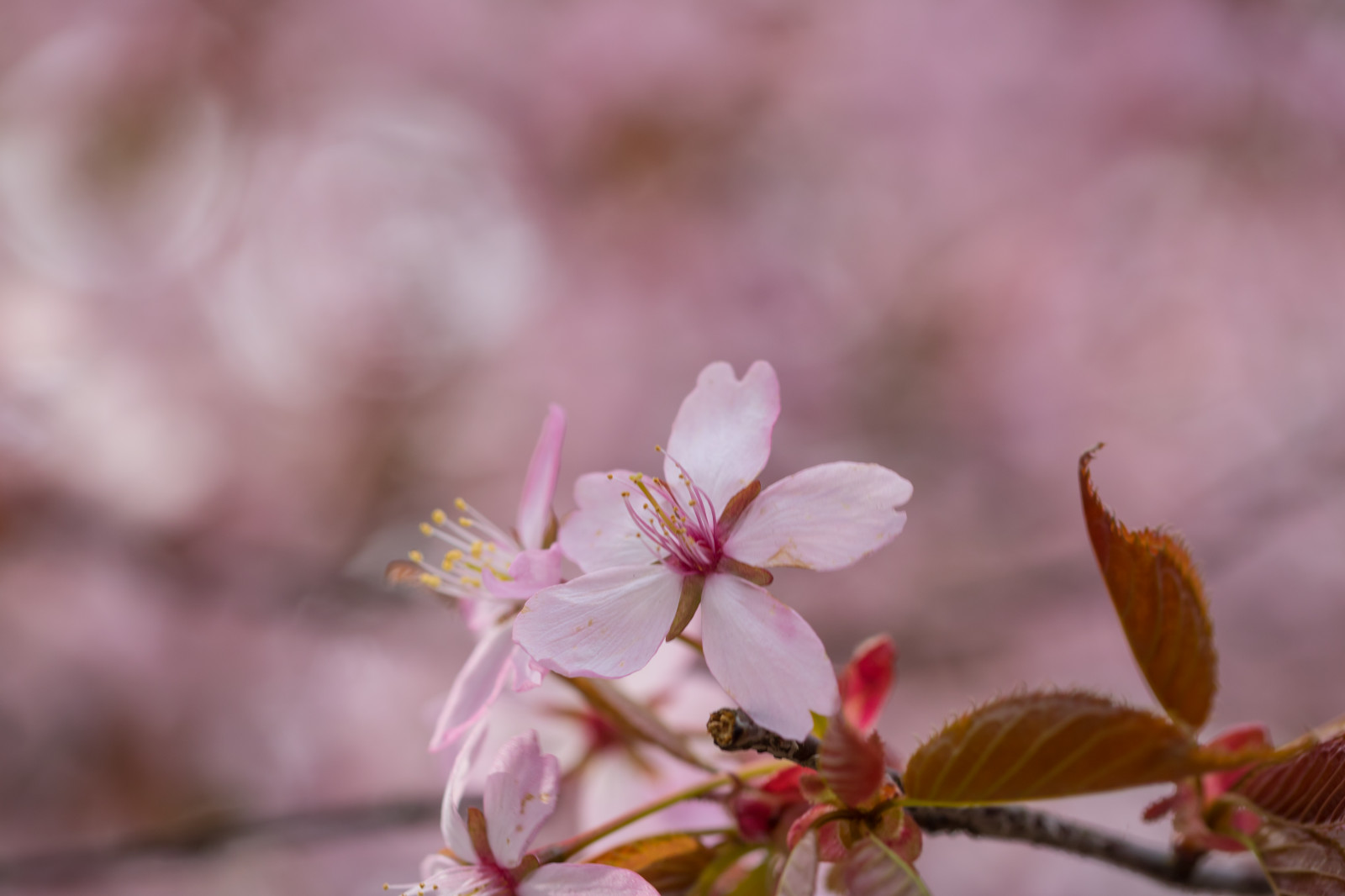 makro, větev, Třešňový květ, květ, růžový, jaro, list, květ, rostlina, sezóna, flóra, makro, okvětní lístek, Blom, rosa, divoká rostlina, vyrobit, botanika, suchozemská rostlina, kvetoucí rostlina, zblízka, makro fotografie