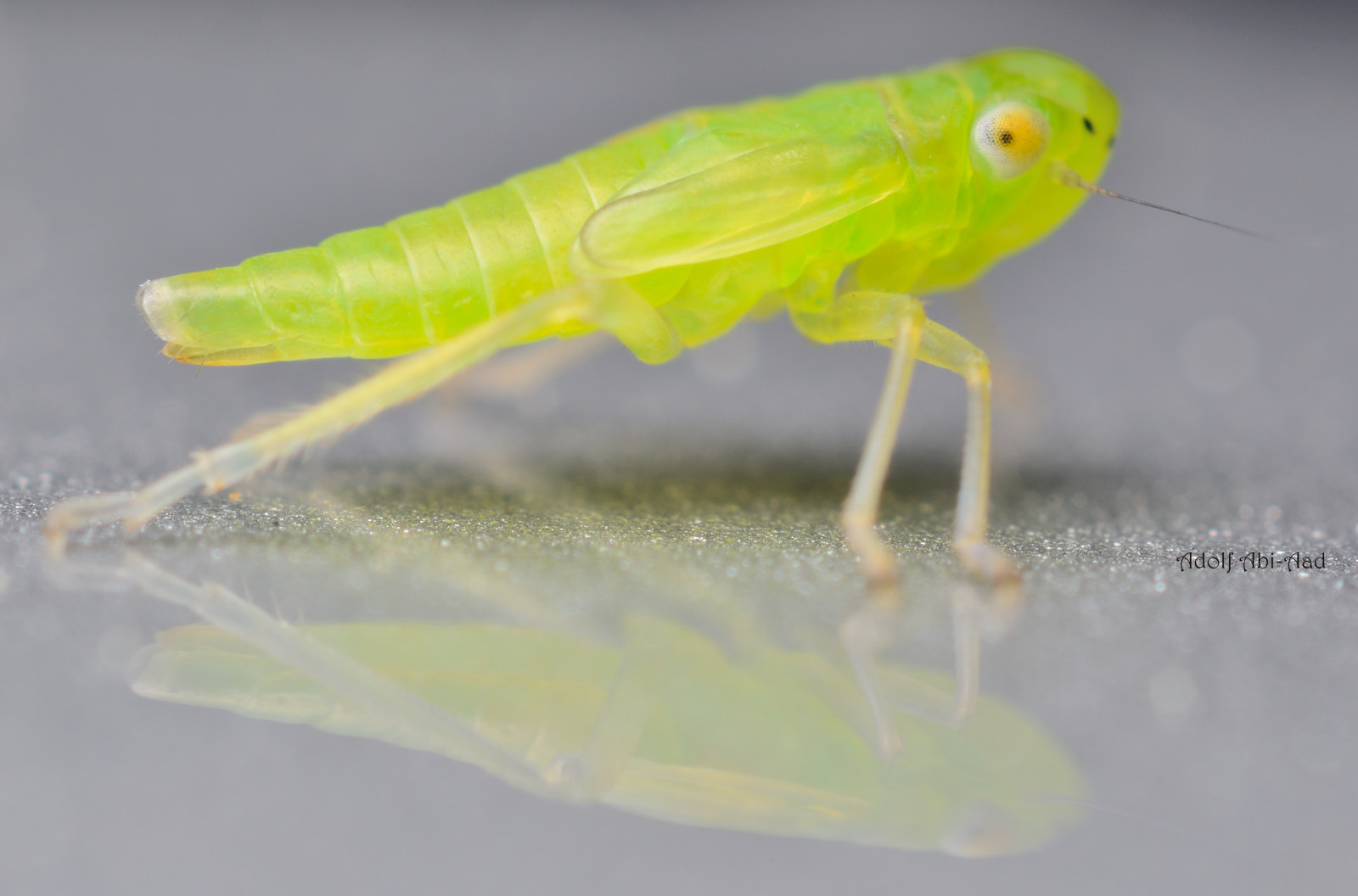 odraz, detailní, makro, hmyz, zelená, Volně žijících živočichů, Nikon, bokeh, štěnice, Taiwan, makro, nikond7000, ngc, fauna, thephotographyblog, hmyzu, makrofotografie, makro fotografie, bezobratlý, organismus, planeta zvířat, insekten, tvor, compoundeyes, macrophotographie, násypka, extensiontubes, highmagnification, reversedlens, Kenko, 50mm18d, microphotographie, Aputure, aputureextensiontubes, truebug, notyournormalbug, křísek, Mladistvých