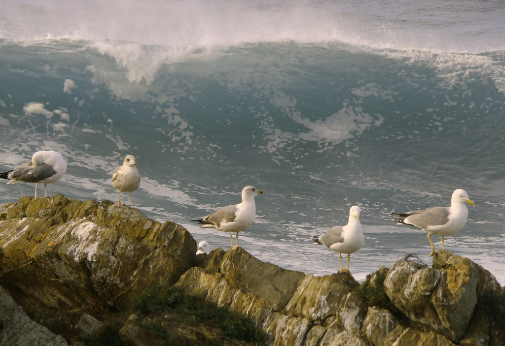 fugl, havfugle, måge, hav, fauna, kyst, himmel, vand, næb, kyst, Charadriiformes, bølge, sølvmåge, shorebird, coastal and oceanic landforms, ocean, vand fugl