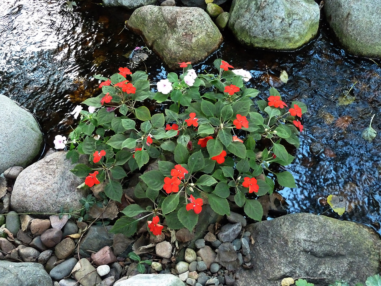 blomster, have, vand, natur, sten, blomster, urt, blomst, plante, flora, blomstrer, blomstrende plante, Busk, etårig plante, bunddække, wheatonil, Impatiens