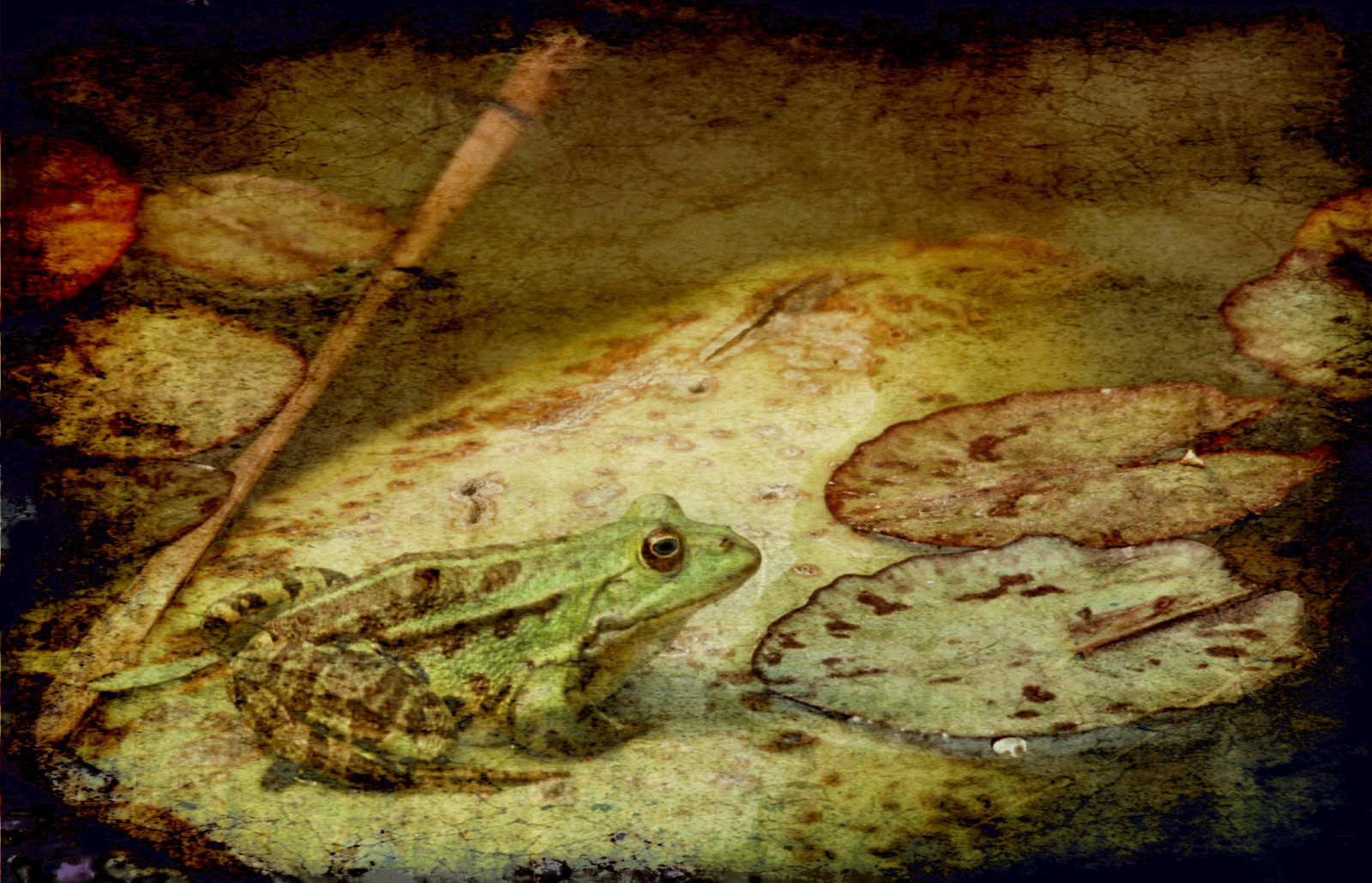 textura, listy, foglie, Bravo, žába, rana, canoneos350d, Empyrean, themoulinrouge, Stagno, firstquality, Ninfee, artlibre, visiongroup, infinestyle, fataetoile, cinziarizzo, memoriesbook, Xxxhugs, multimegashot, davincitouch, vision100, Angeliqueliekstextures