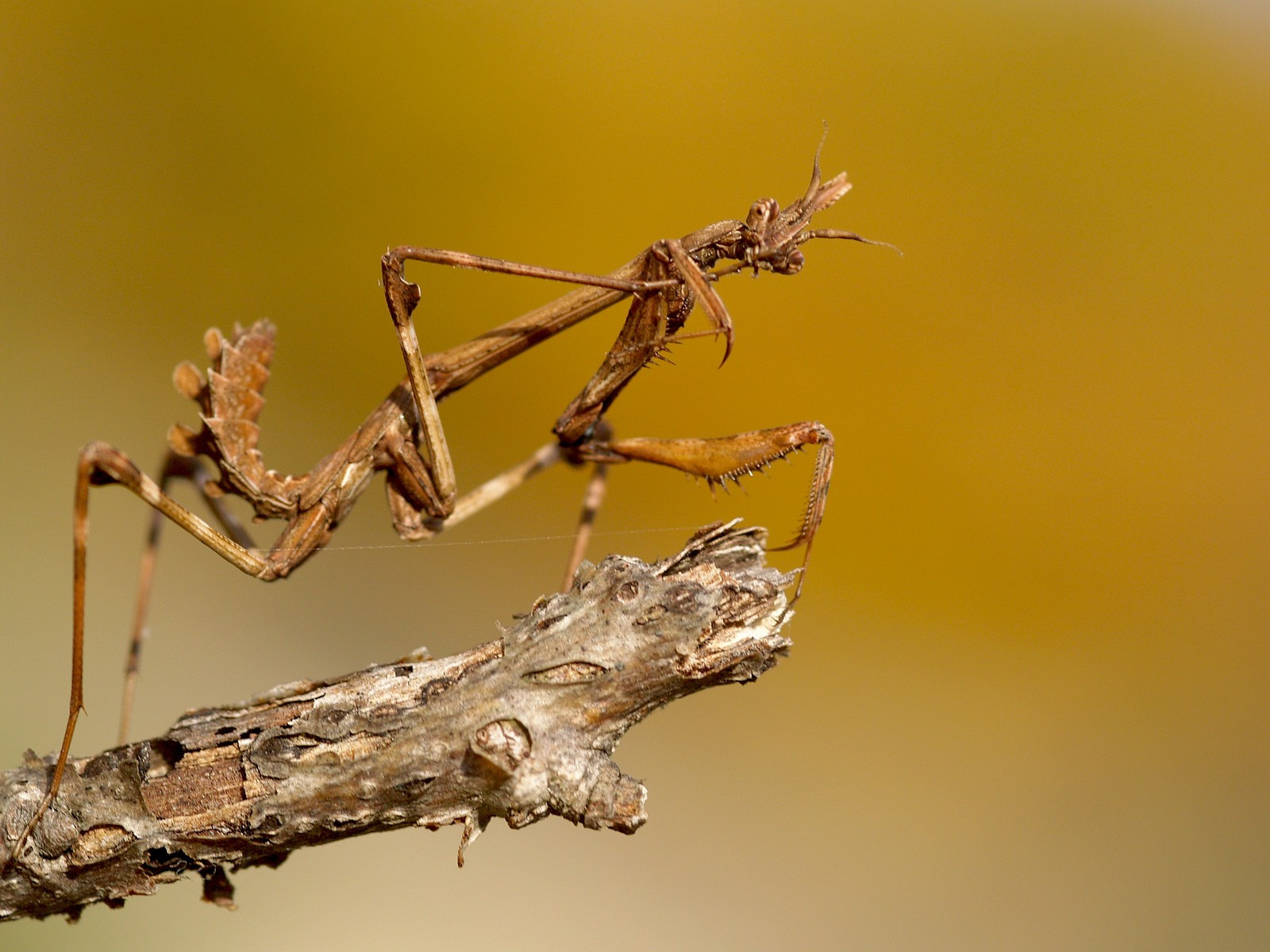 natura, ramo, mantide, insetto, natura, Empusa, Olimpo, Mantide, fauna, peste, insecte, ramoscello, giovanile, Diablotin, empuse, avvicinamento, fotografia macro, staminali vegetali, invertebrato, artropodo, organismo, membrana insetto alato, duvalilat, Dictyoptera, Dictyopt re, Pennata, stock photography