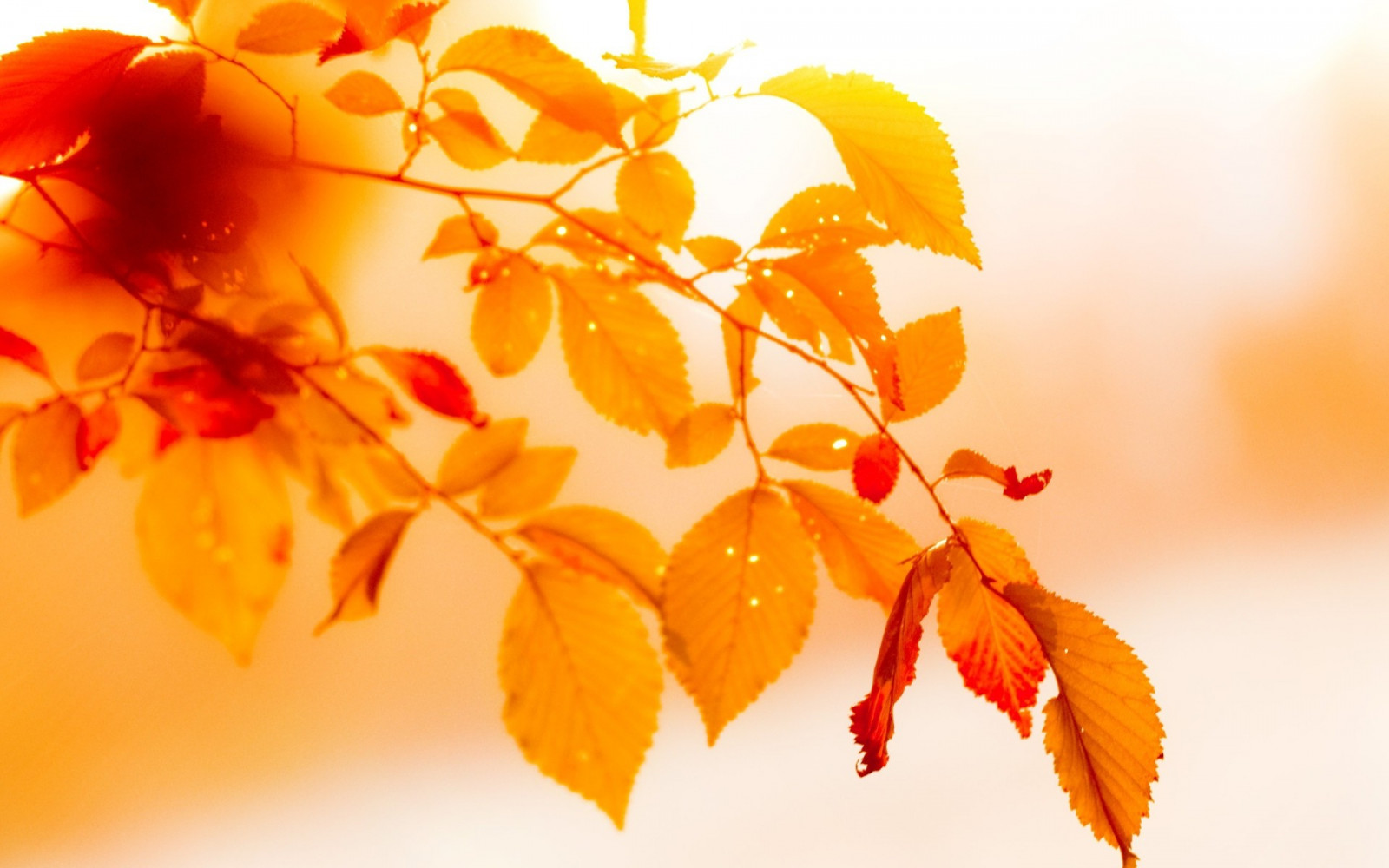 1920x1200 px, Daun-daun, makro, alam