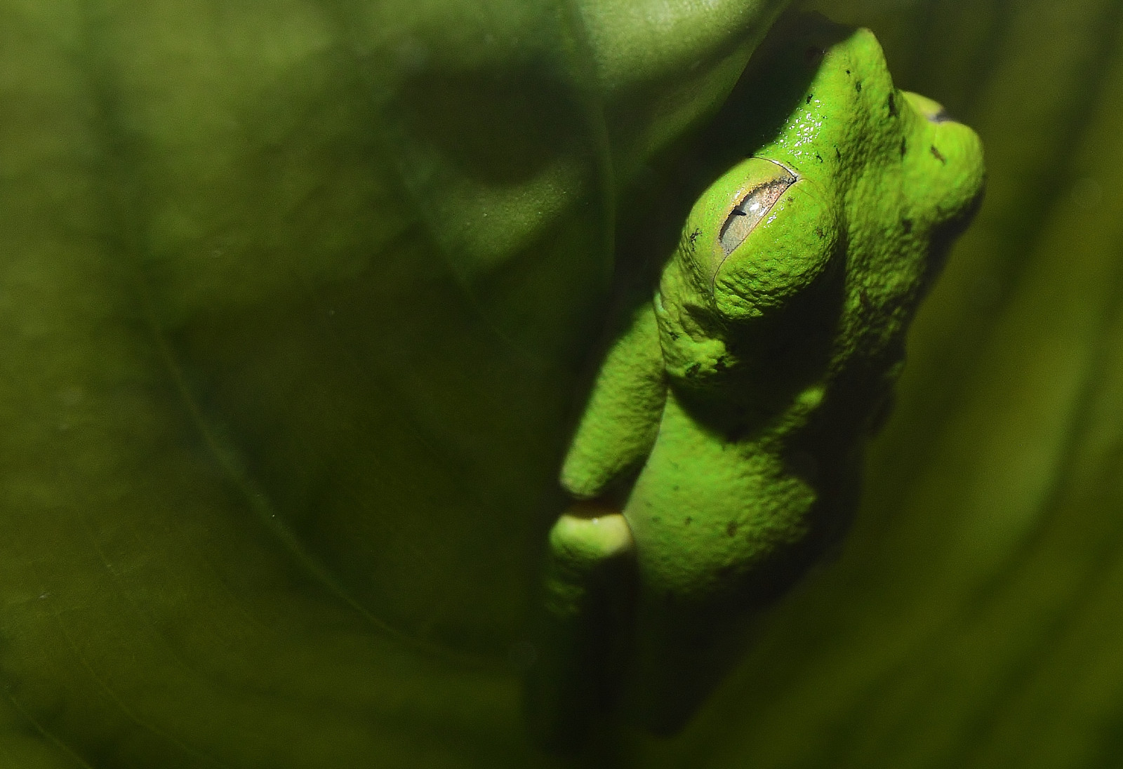 strom, Washington DC, DC, Nikon, plaz, obojživelník, žába, národní, lemur, nationalzoo, masožravec, nikond3200, Dczoo, Smithsoniannationalzoologicalpark, D3200, Washingtondczoo, Lemurfrog, Hylomantis, Hylomantislemur, Lemurtreefrog