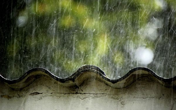 Japan,sunlight,water,reflection,rain,branch