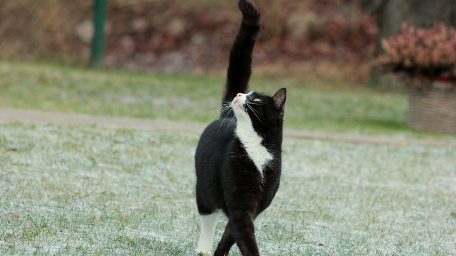 Katze, Tiere, Hund, hoch schauen, Säugetier, Wirbeltier, Hund wie Säugetier