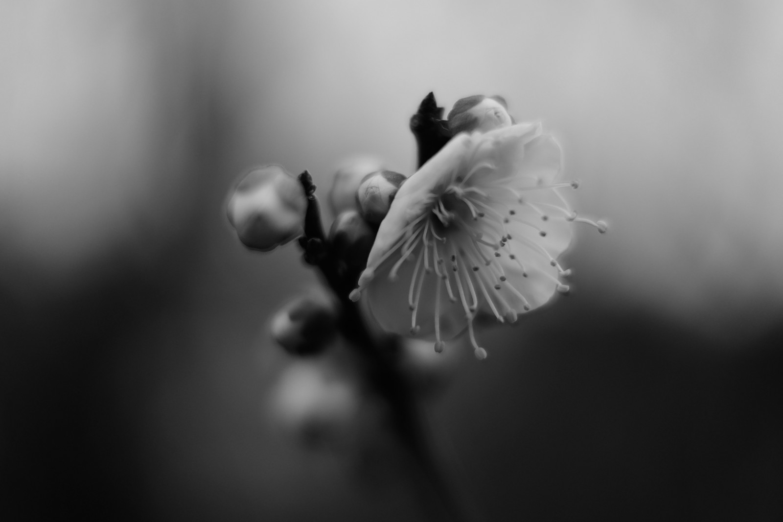 สีขาว, ดำ, ขาวดำ, การถ่ายภาพ, สาขา, เบ่งบาน, โตเกียว, fujifilm, ใบไม้, ดอกไม้, ปลูก, ปาล์ม, พืช, ความมืด, กลีบดอก, ฟูจินอน, ikegamibaien, xf35mmf14r, classicchrome, x, xf35mm, xt1, mcex, mcex11, ดำและขาว, ถ่ายภาพขาวดำ, ใกล้ชิด, การถ่ายภาพมาโคร, ถ่ายภาพนิ่ง