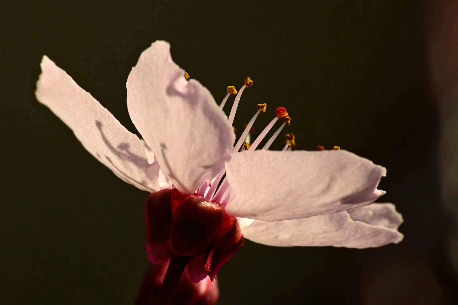 růžový, makro, Příroda, podsvícení, lumix, Rakousko, Osterreich, jaro, květ, venkovní, natur, rosa, Panasonic, Třešňový květ, makro, bl te, Fruhling, gegenlicht, kirschbl te, Fz150