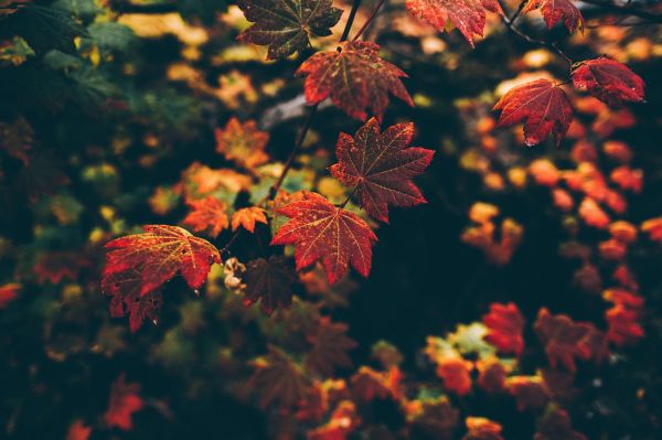 sunlight,leaves,depth of field,nature,red,fall